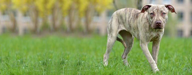 How to Train a Pit Bull Puppy German Commands